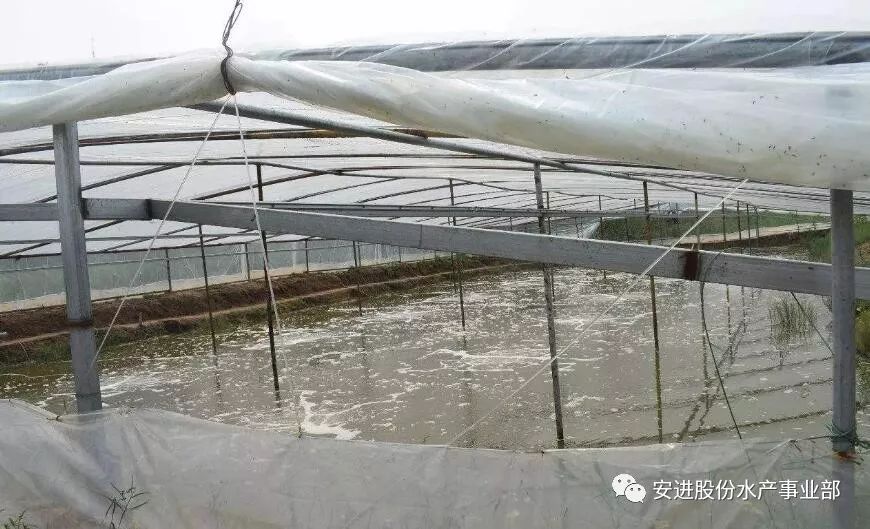 养大棚白对虾成功经验分享