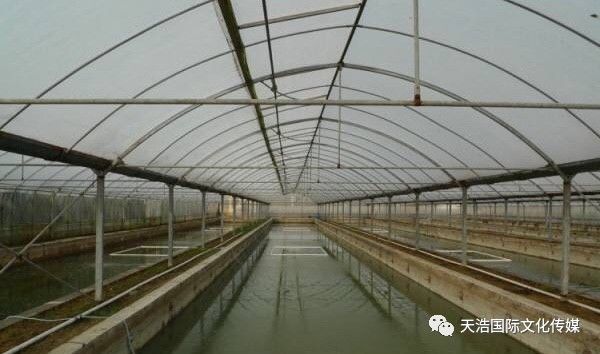 大棚水产养殖防鼠策略，打造无鼠害的水产生态圈