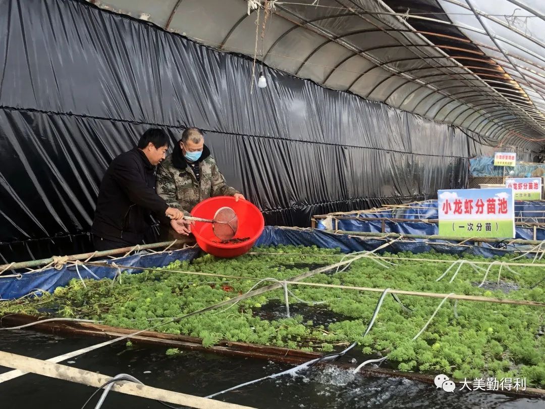 云南大棚虾养殖，探索与前景