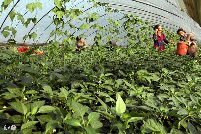 大棚辣椒鱼产量提升技术及其经济效益