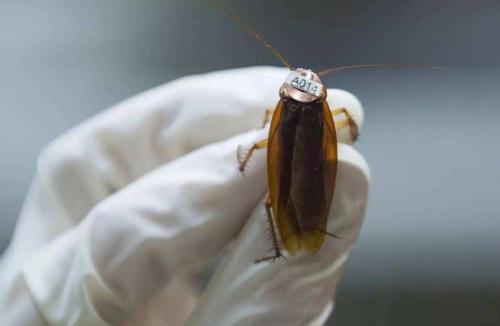 黄金蟑螂，探寻神秘生物的魅力与价值