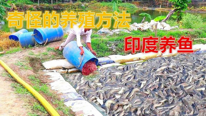 大棚养殖草鱼放养密度的研究与实践