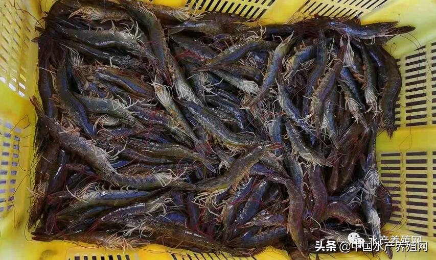 大棚白对虾常见病害及其防治策略