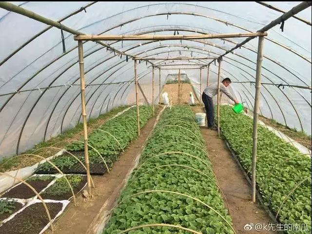 大棚出租转让，农业转型与资源整合的新机遇