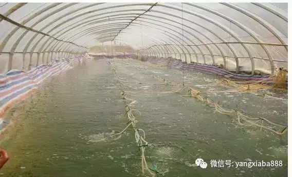 钢丝水产大棚，现代水产养殖的新选择