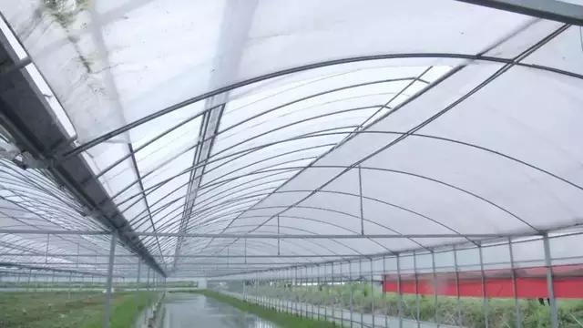 养虾大棚建设的探索与实践