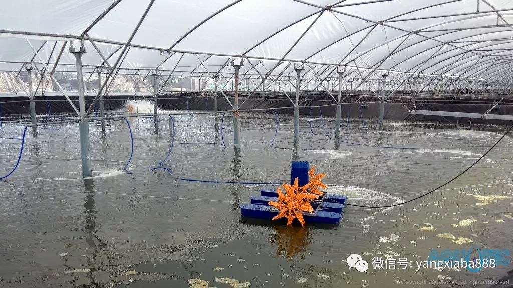 湖南大棚养虾的可行性探讨