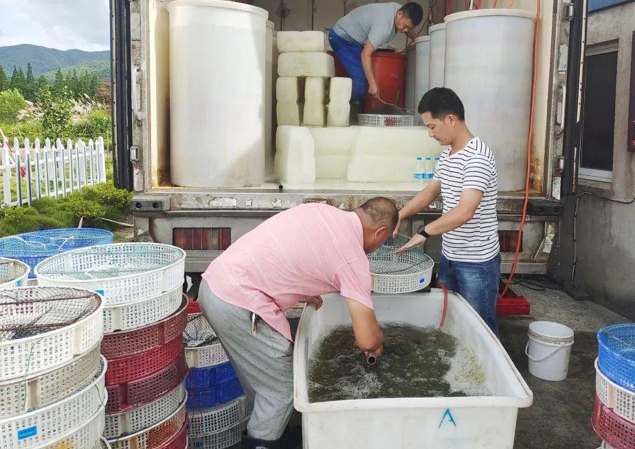 南美对虾大棚养殖设备及其应用