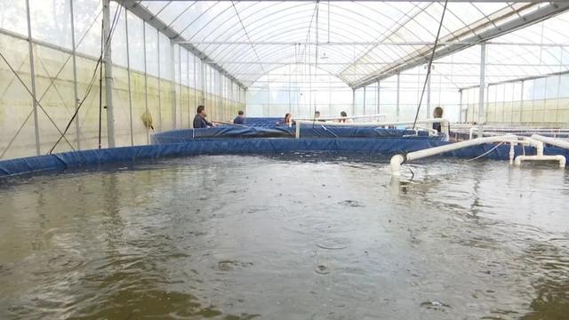 大棚南美白养殖技术视频教程，掌握现代水产养殖的关键步骤
