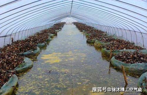 大棚无土养殖黄鳝技术及其应用前景