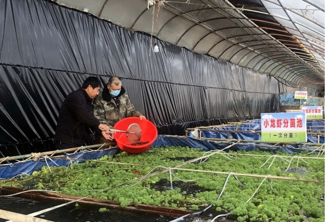 罗虾大棚养殖方法