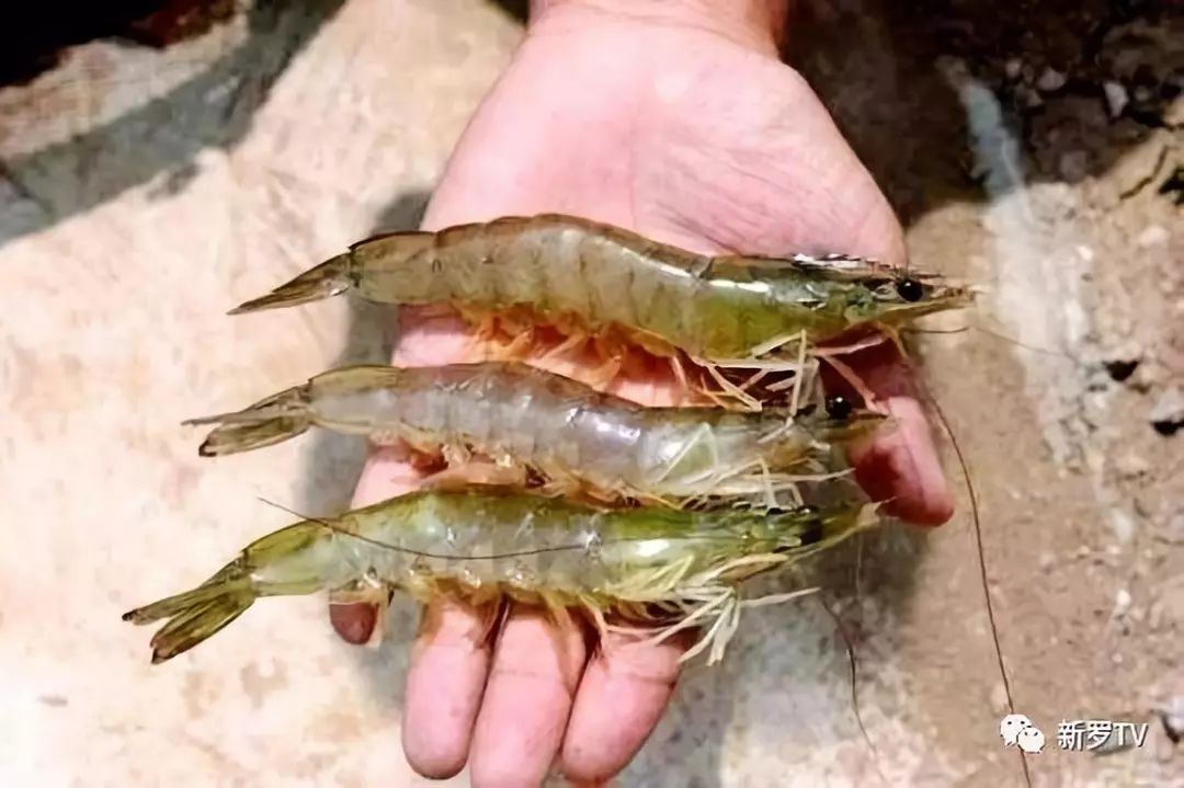 江苏大棚南美白对虾价格探析