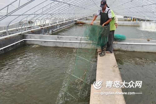 青虾大棚养殖的可行性探讨