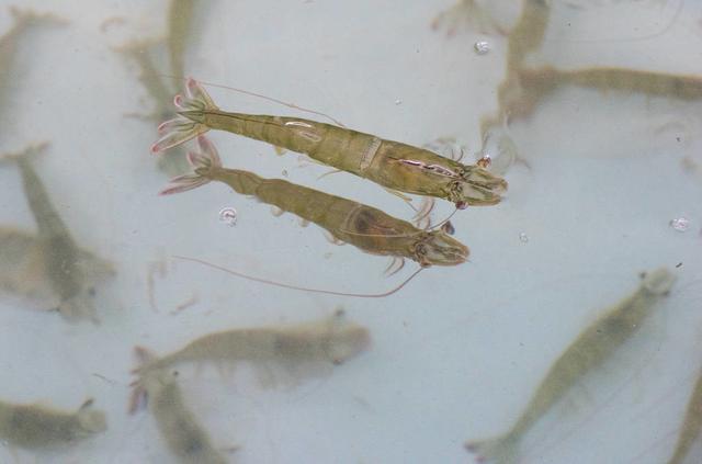 大棚养对虾的水质管理，咸水还是淡水？