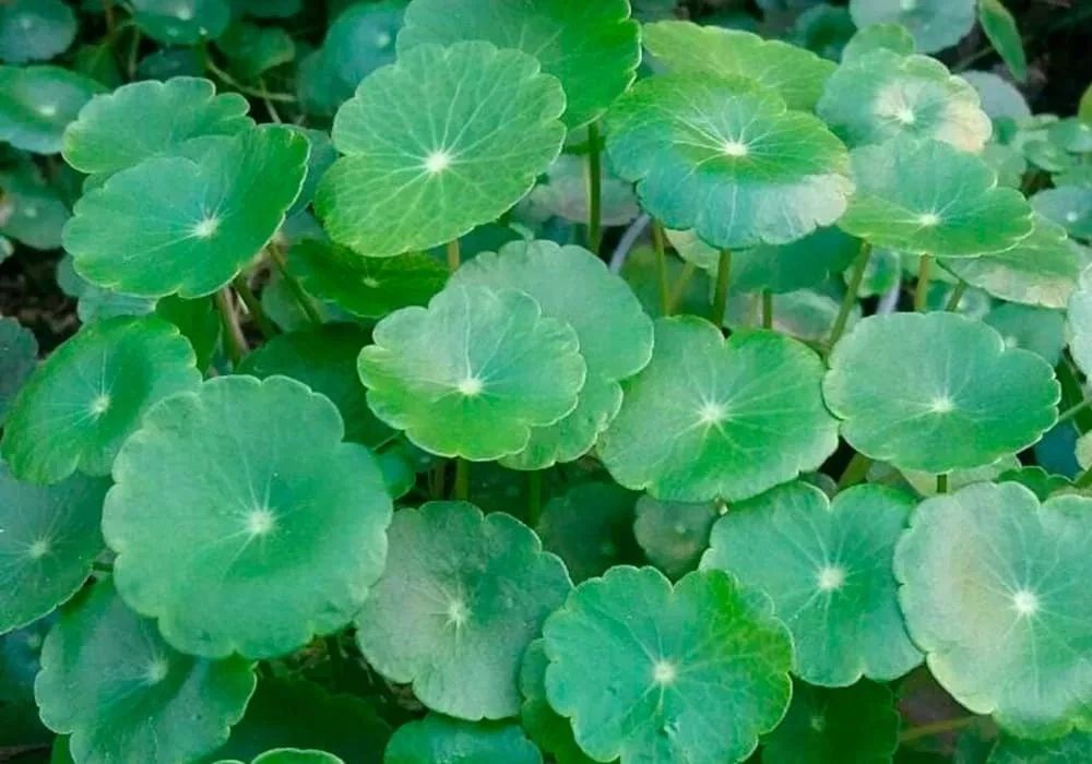 垂盆植物的品种与特点