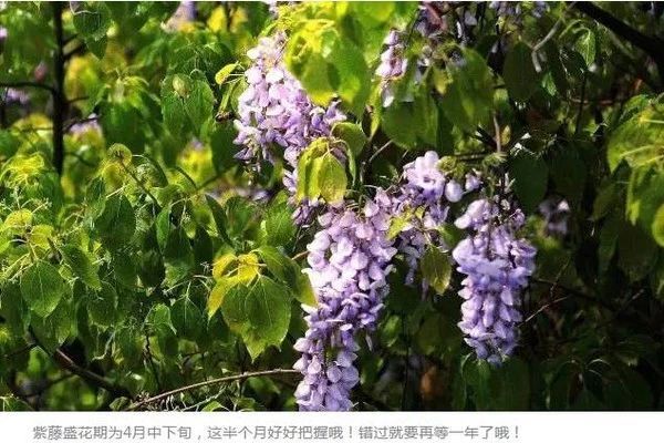 紫藤品种繁多，各具特色，究竟哪种品种的紫藤最佳，还需根据个人的喜好、用途以及生长环境等因素来综合考虑。本文将从多个方面介绍几种常见的紫藤品种，以便您做出最佳选择。