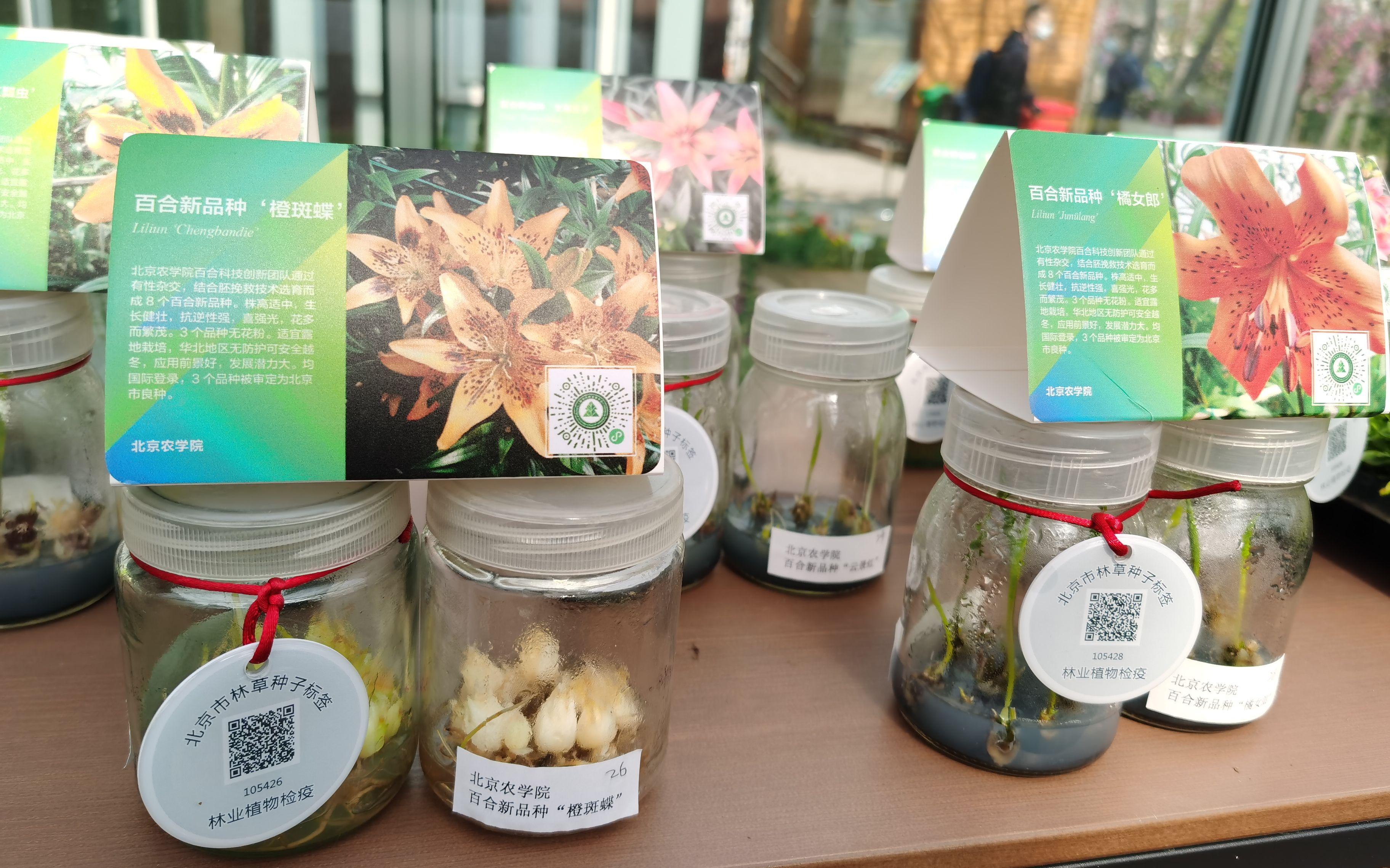 园林绿化主要品种及其特点