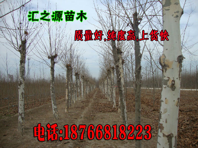 河北速生法桐品种，探寻其独特魅力与广泛应用