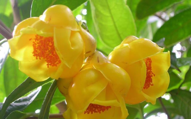 常见茶花品种及其特点