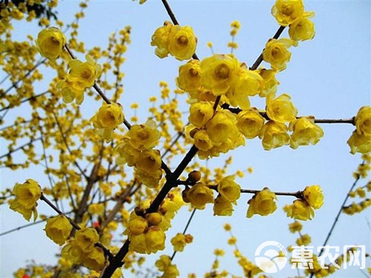 丛生腊梅品种，独特的魅力与丰富的文化内涵