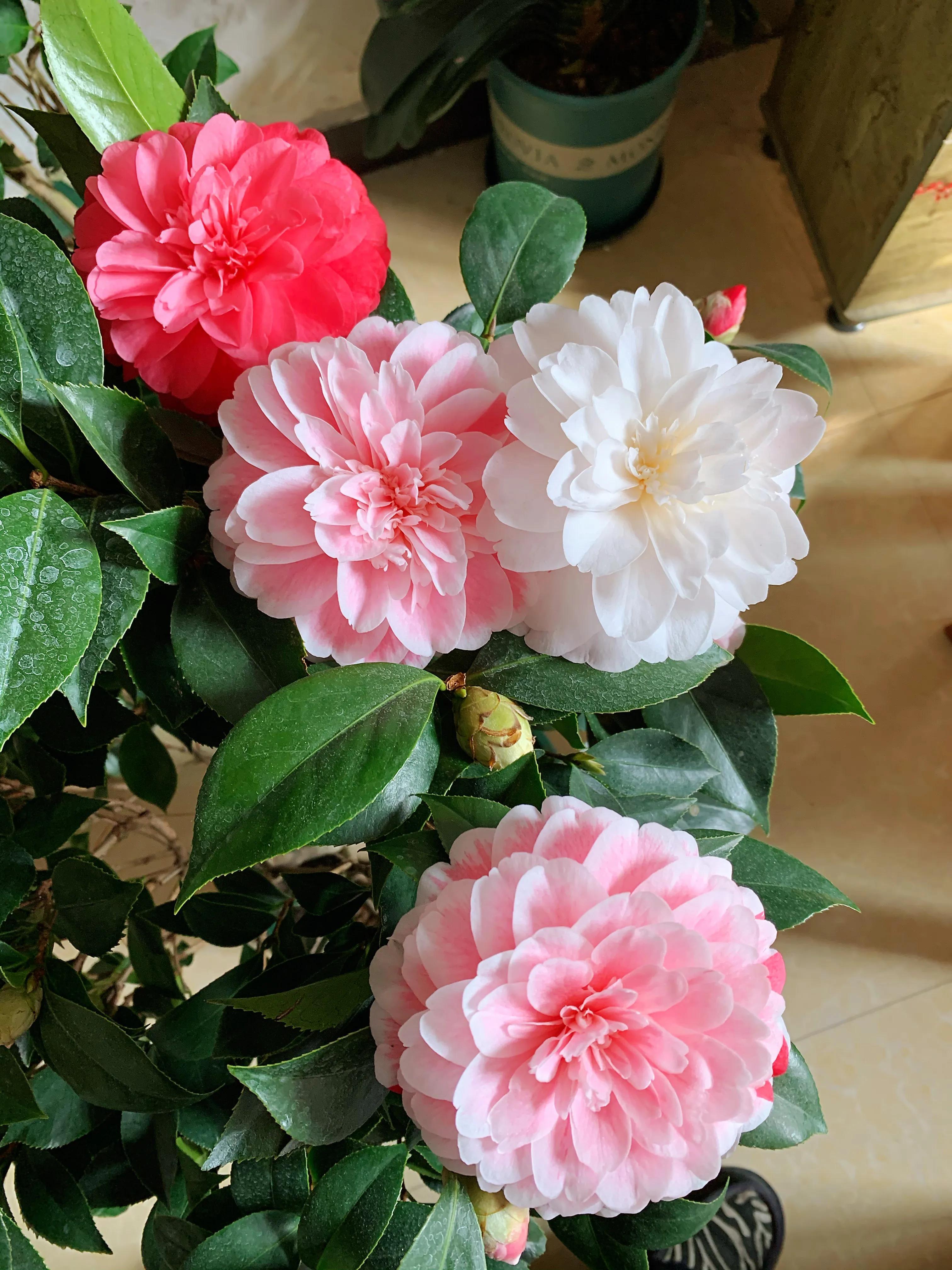 常见茶花品种及其特点