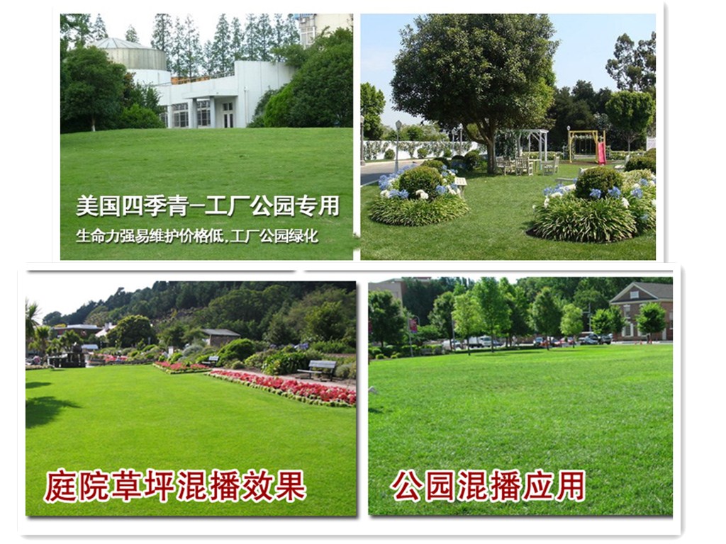 苗木品种及价格查询，了解苗木市场的关键信息