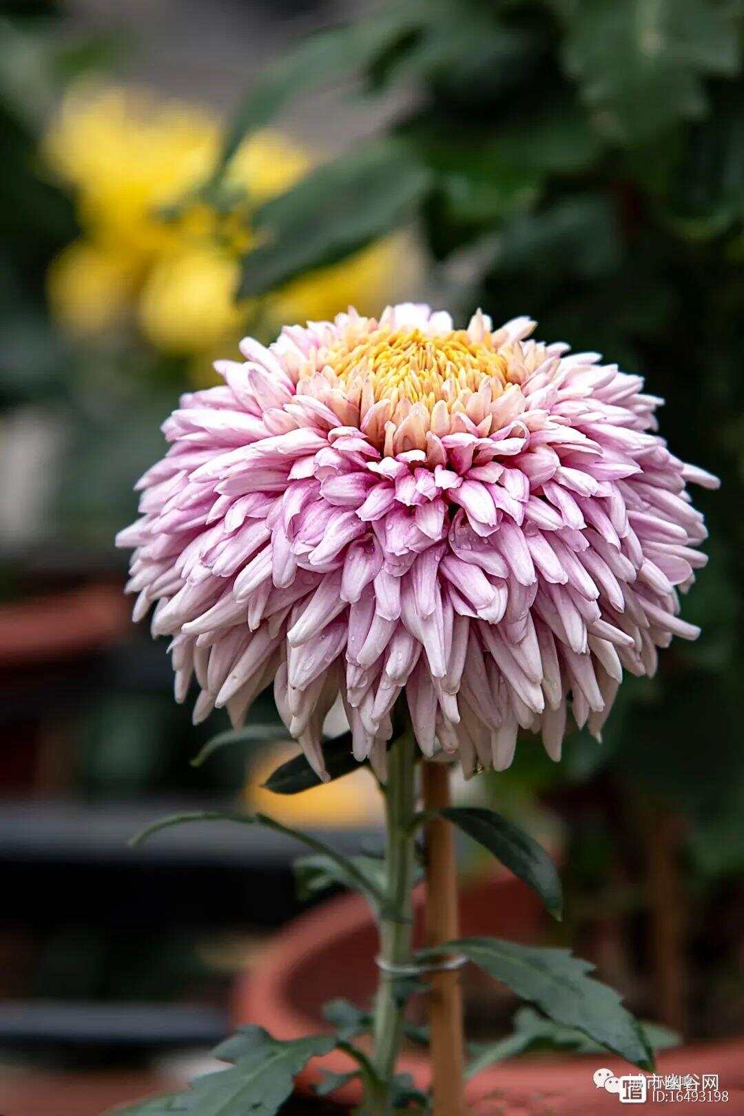 菊花品种大全与草花的魅力