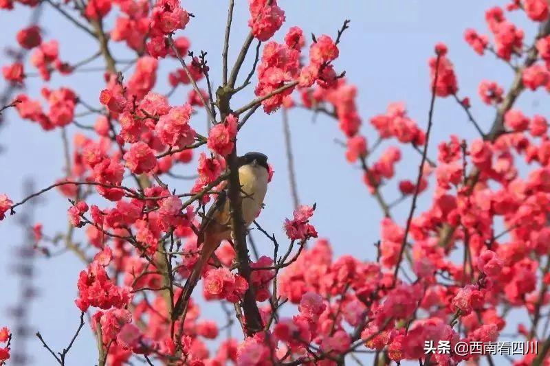 美人梅品种好不好，从多个角度探讨其优劣