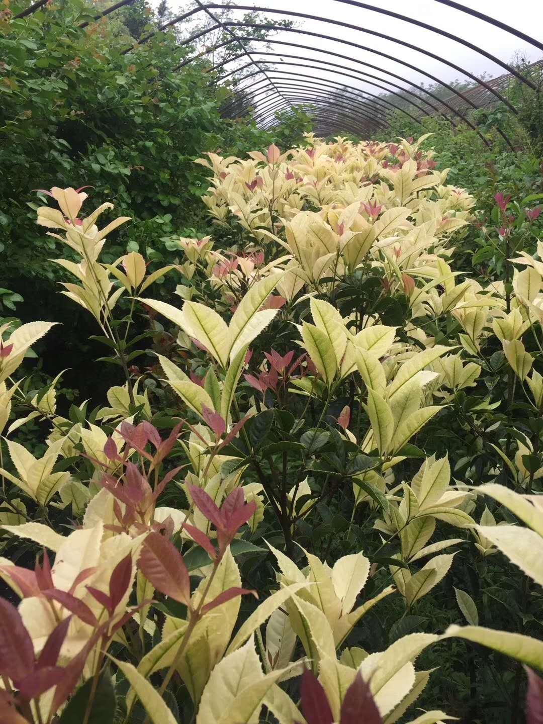 桂花品种大全及图片介绍