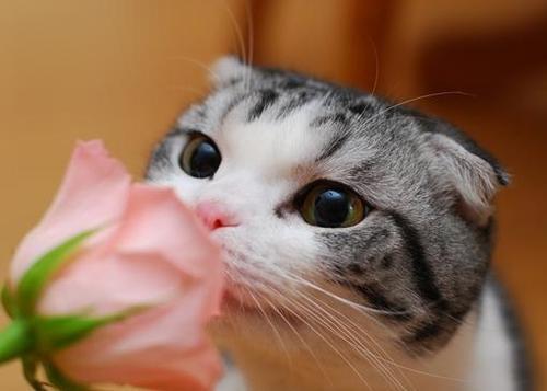 想换口味的猫咪一本书，探索猫咪的味蕾之旅