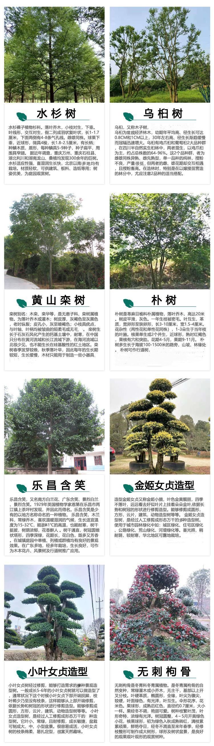 最新苗木品种图片展示与介绍