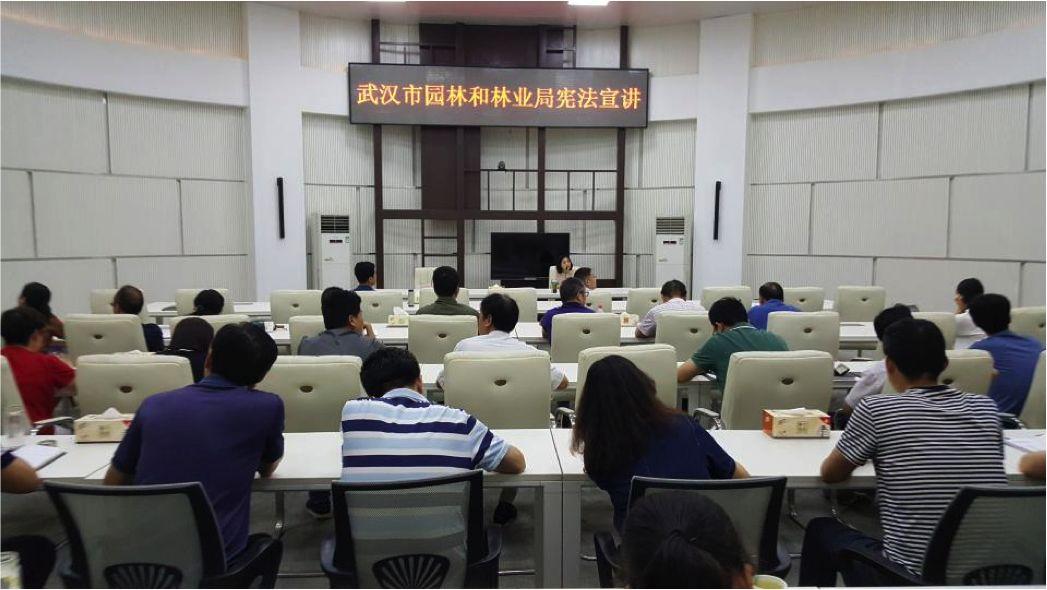 新品种法桐图片，展现独特魅力的新篇章