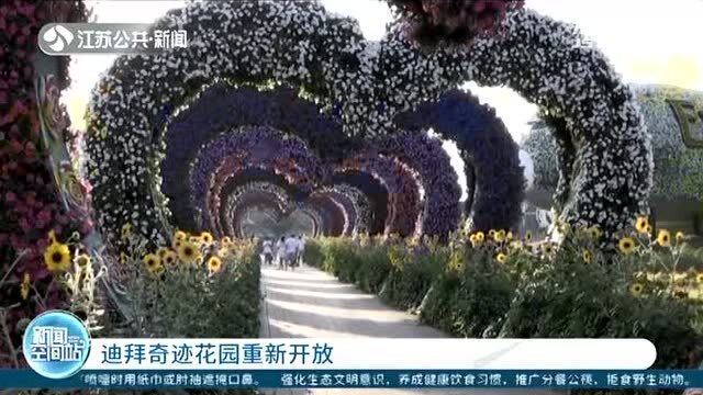 新品种花卉，绽放无限可能的美丽奇迹