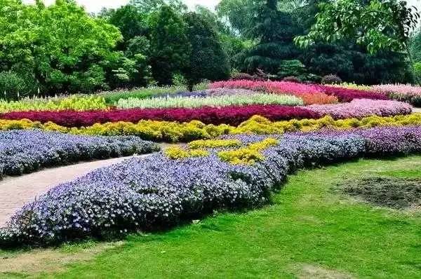 上海秋冬园林花品种，多彩绽放的都市魅力