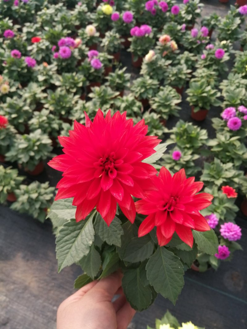 小丽花的品种