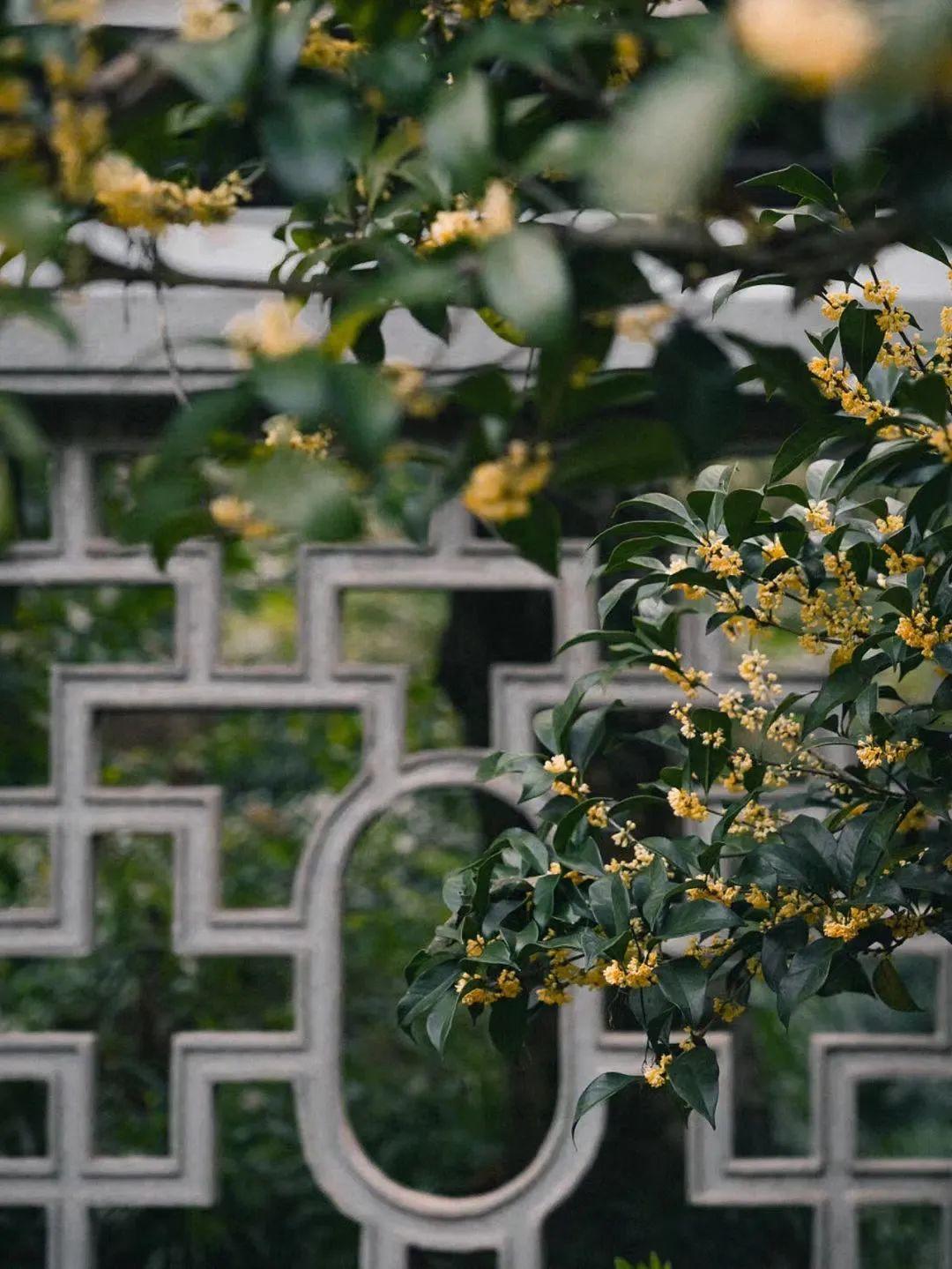 桂花，名贵品种的独特魅力与历史文化价值