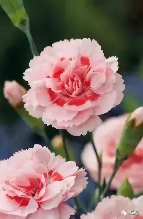日本花的品种图片大全，绽放的美丽与文化的交织