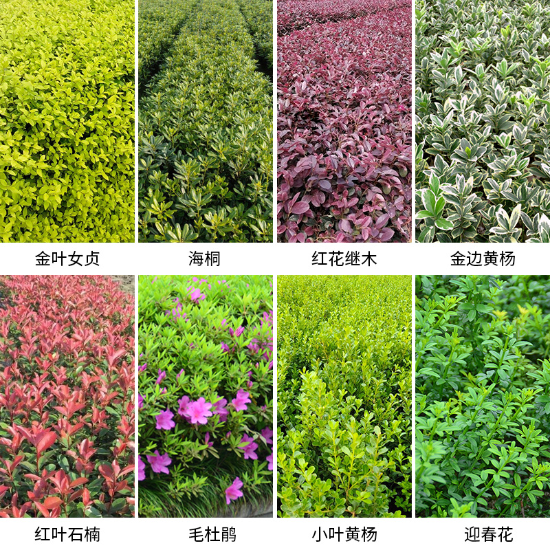 广东绿化灌木品种照片及其特点