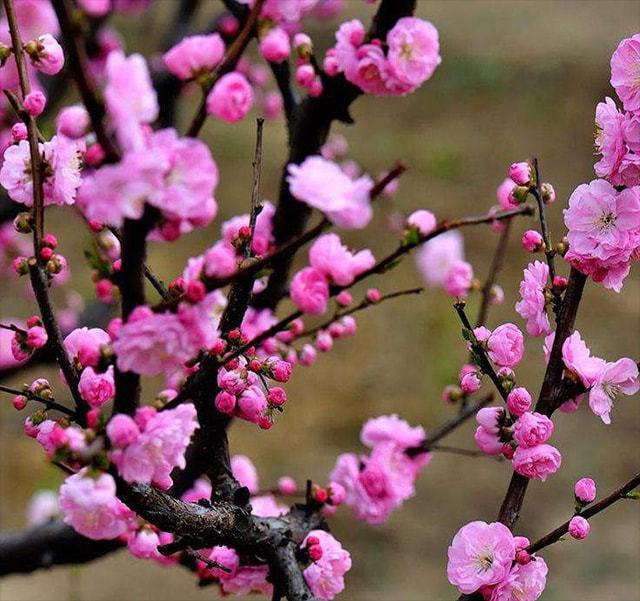 梅花品种繁多，各具特色，报价因品种和市场需求而异