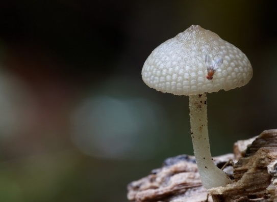 菌类鸡蛋花图片，自然之美的独特展现