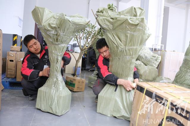 贵州植树造林苗木品种，多彩生态的繁荣之源
