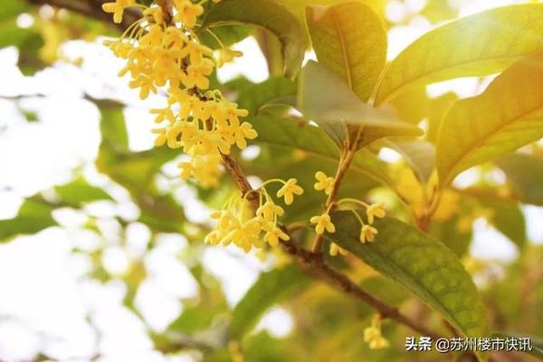 桂花品种园，馥郁芬芳的园林艺术瑰宝