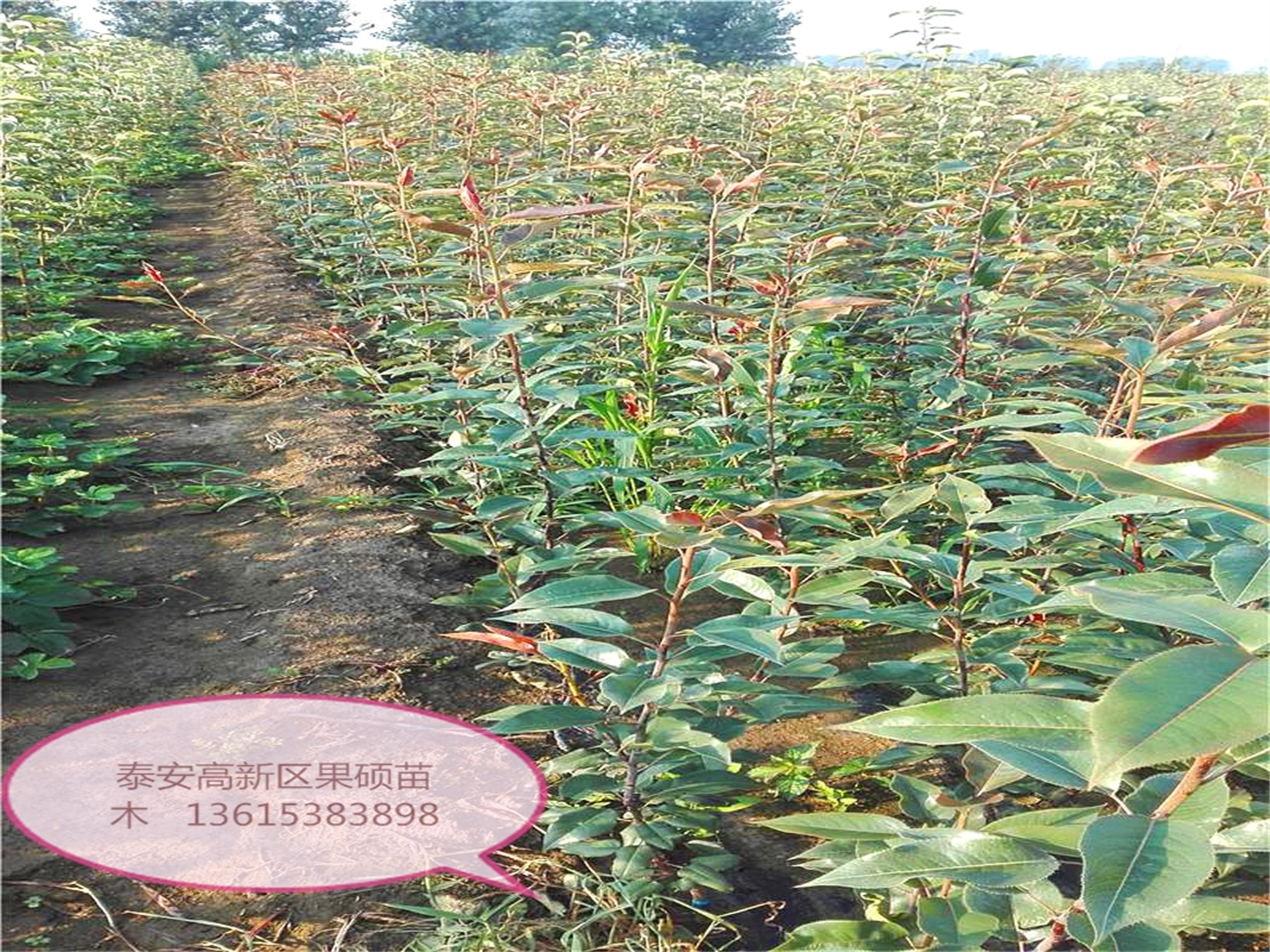 构树苗品种选择指南，哪种品种更好？