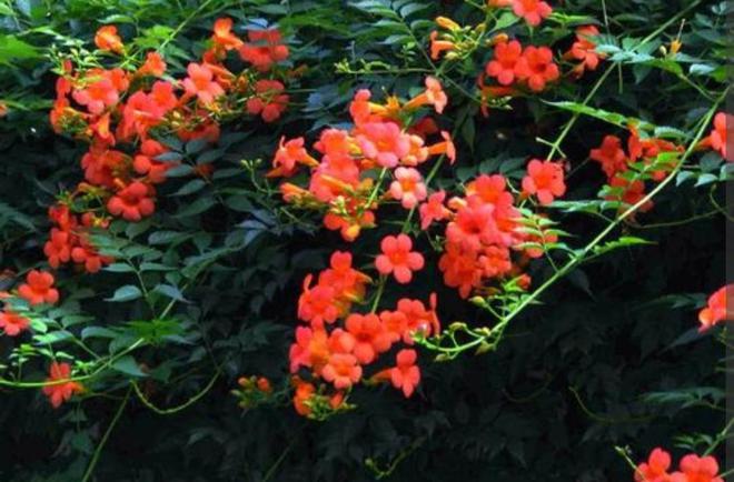 凌霄花品种繁多，探索其丰富多样性