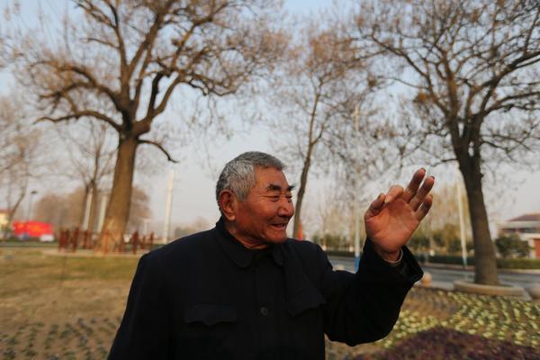 山东泡桐品种，多样性与独特魅力