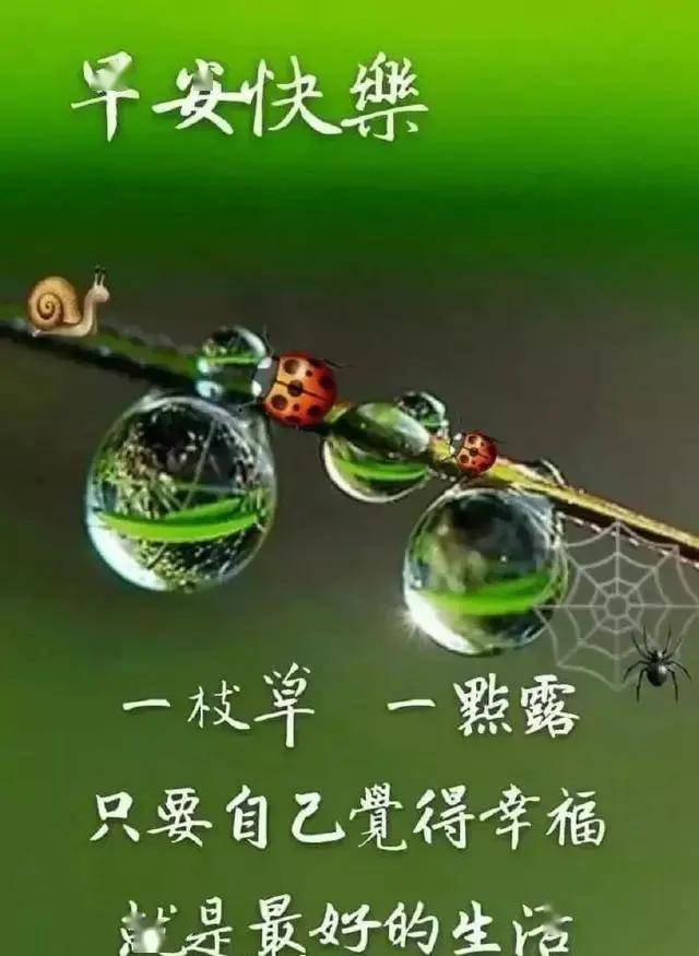 千棘表情包GIF，动态魅力的无限延伸