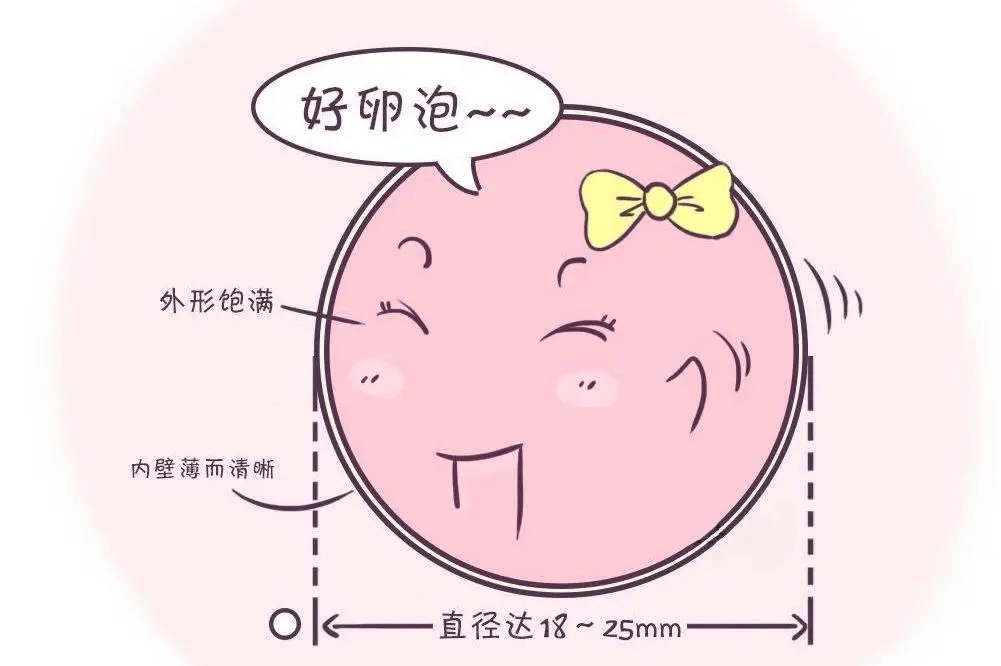 试管促排卵取卵时间解析