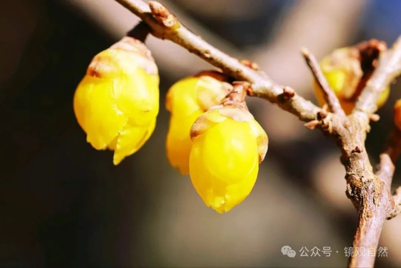 素心腊梅品种繁多，各具特色，本文将详细介绍素心腊梅的品种及其特点。