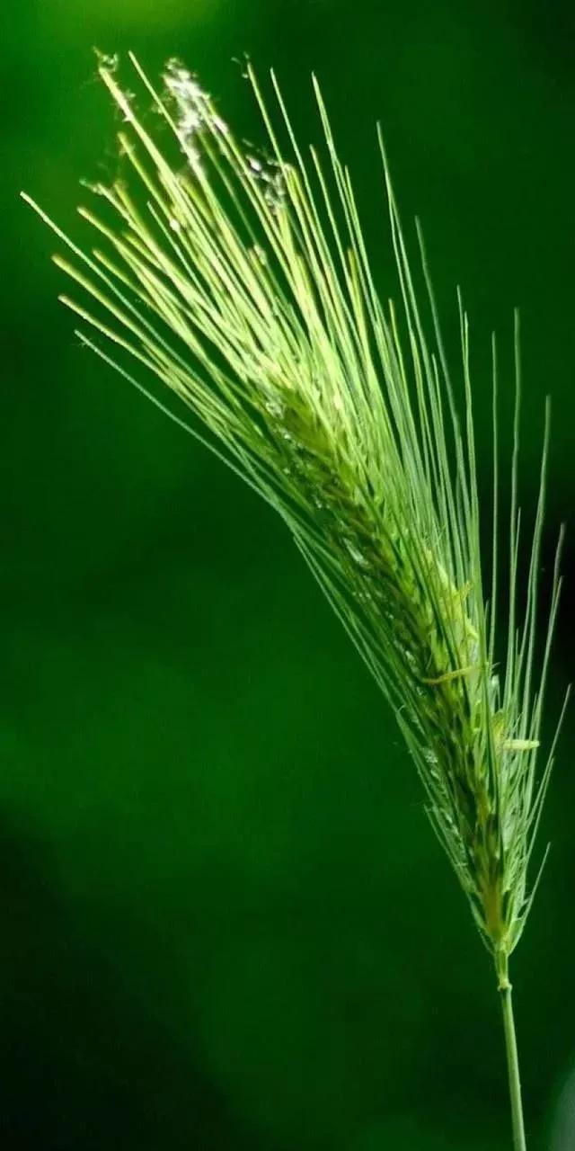 植物品种配置，打造美丽与生态并重的绿色空间