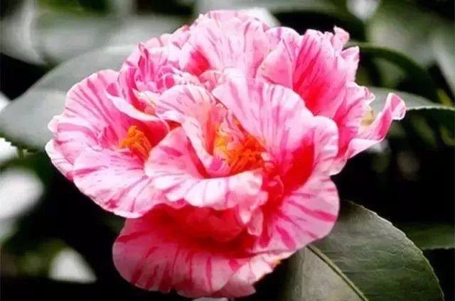 中国茶花品种识别图，探索丰富多彩的茶花世界